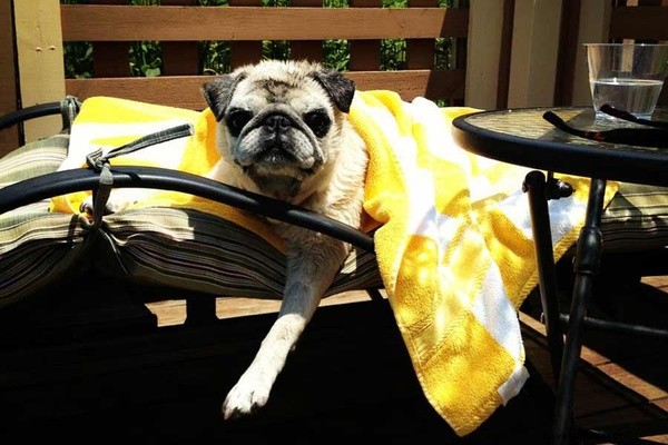 Ultimate Guide: Safely Transporting Your Pet by Air, Road, or Sea