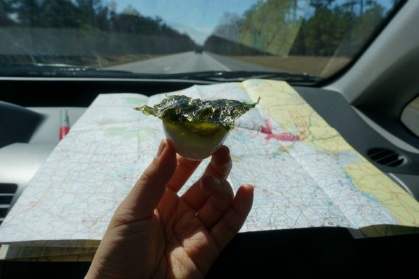 Road Trip Essentials: Must-Know Rules Before You Hit the Road