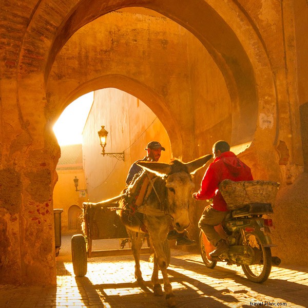 Marrakech s Orangerie: A Sensory Journey Through Vibrant Oranges in the Medina