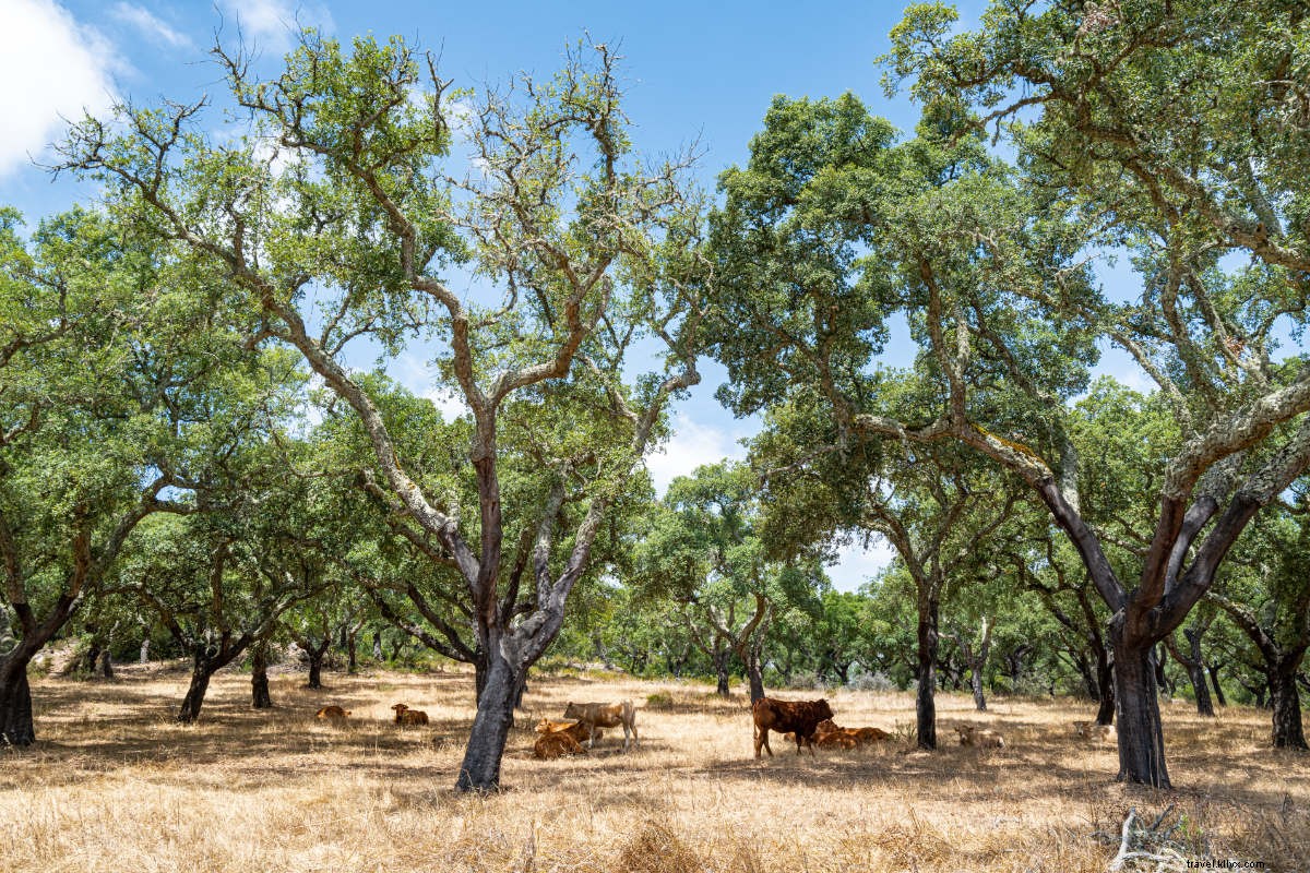 Ultimate Guide to Your Perfect Beach Vacation in Comporta, Portugal