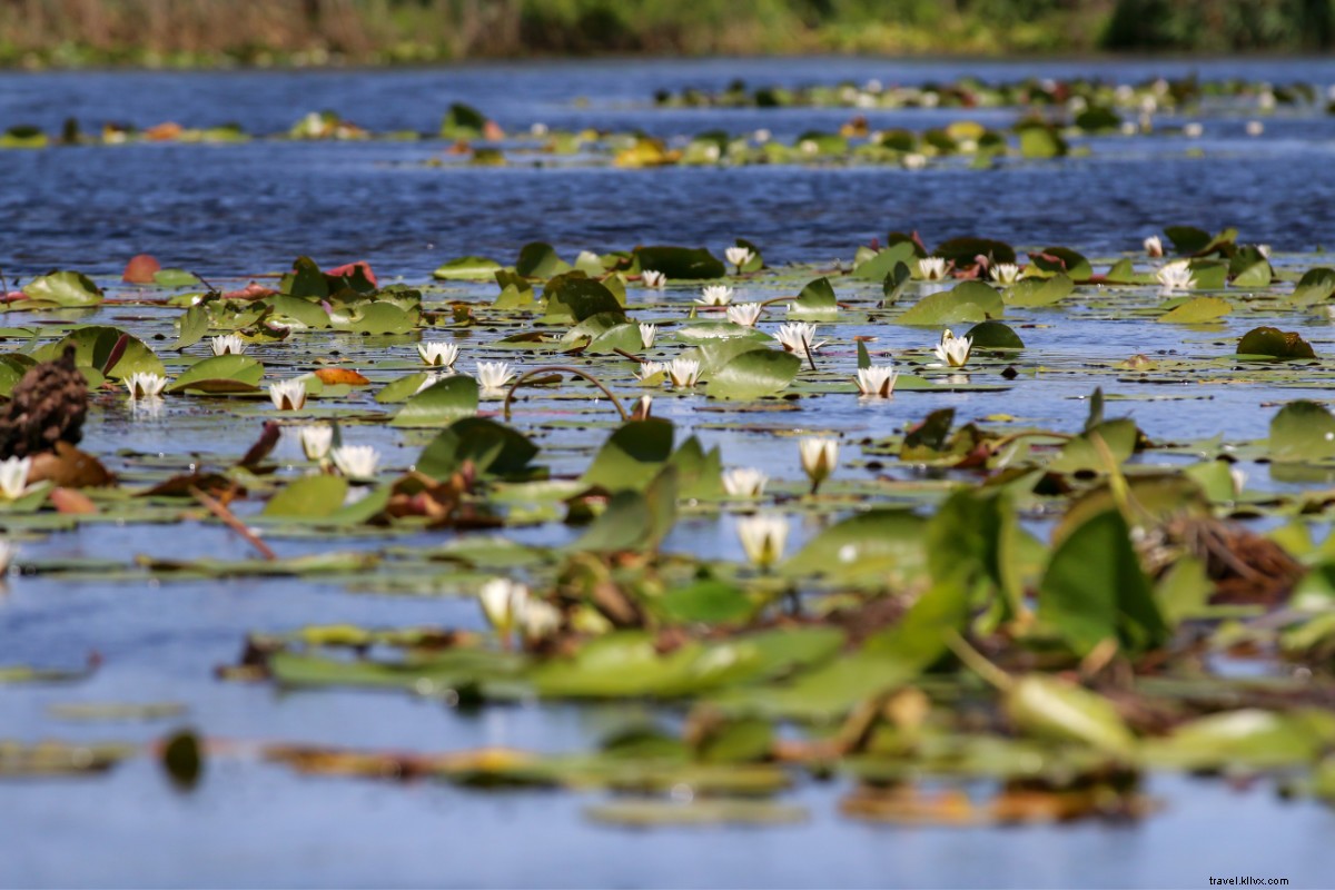 Experience Romania Through All Five Senses: See, Taste, Touch, Smell, and Hear