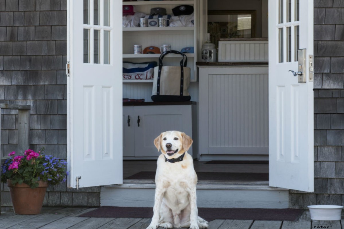 23 Top Dog-Friendly Summer Travel Destinations for You and Your Pup