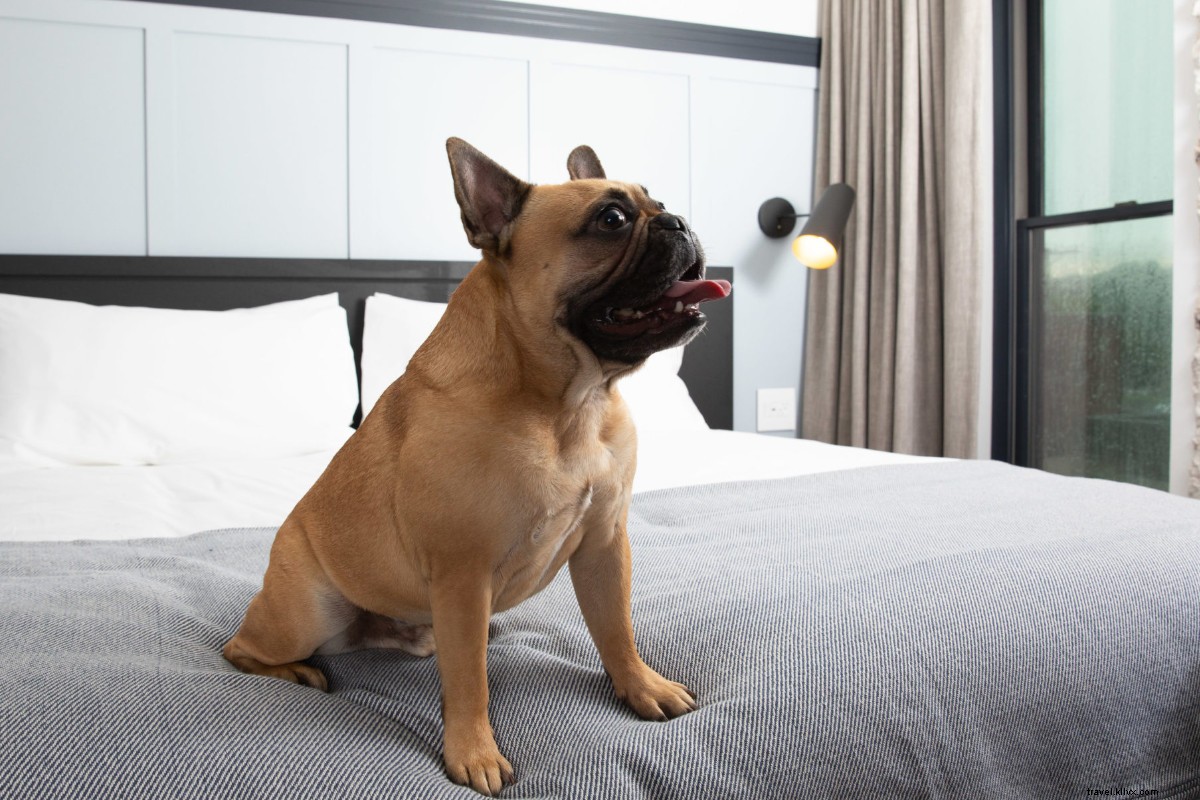 23 Top Dog-Friendly Summer Travel Destinations for You and Your Pup