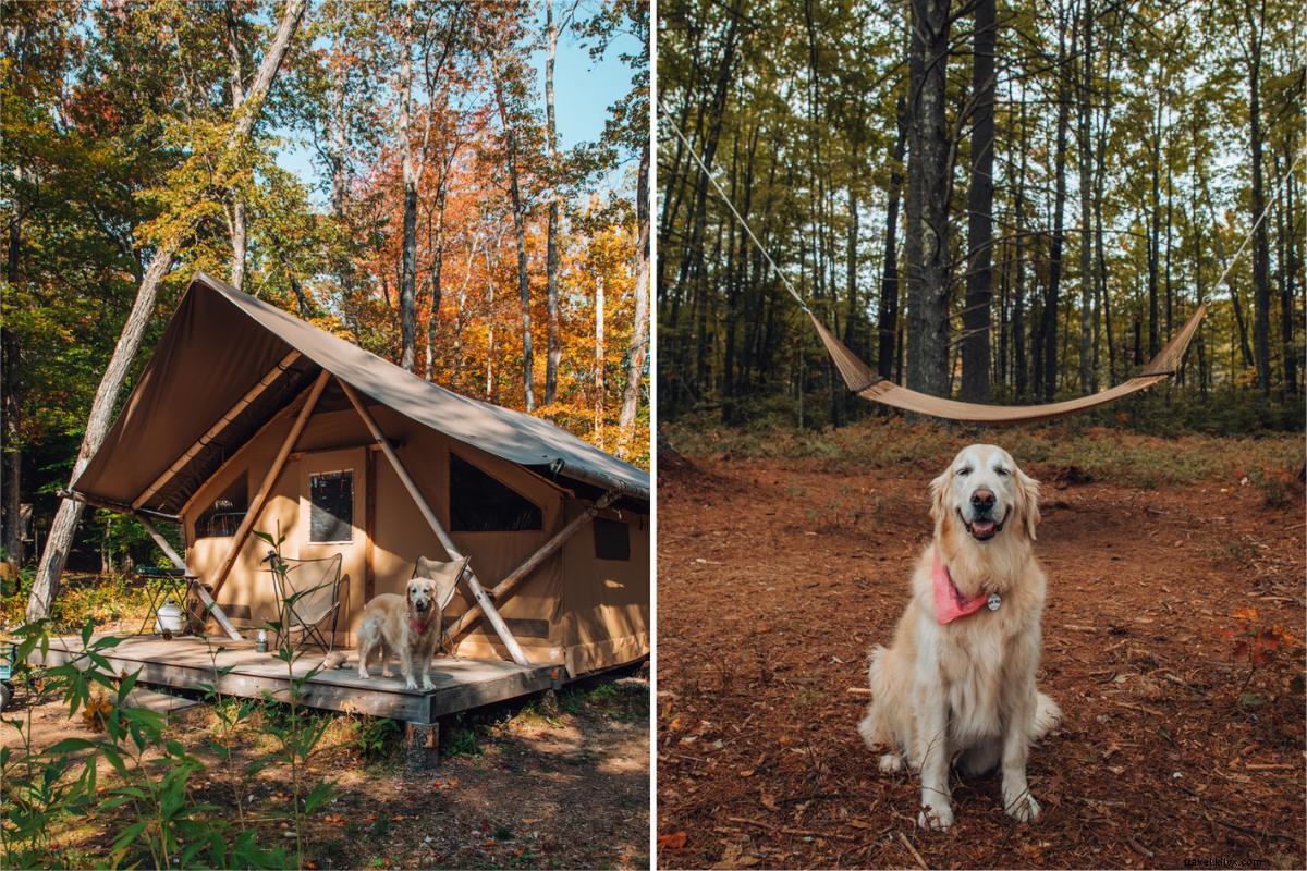 23 Top Dog-Friendly Summer Travel Destinations for You and Your Pup