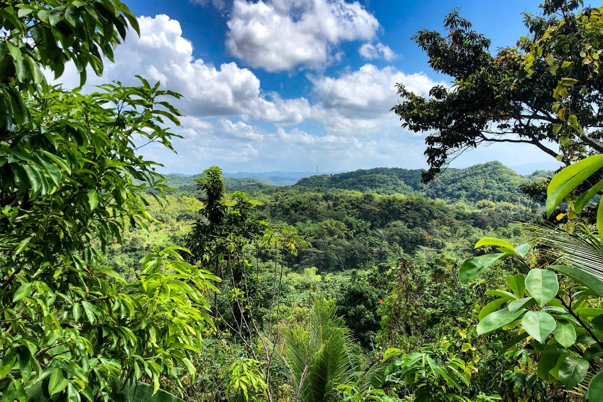 Embracing Rastafari Wellness: Timeless Jamaican Secrets for Vitality and Balance