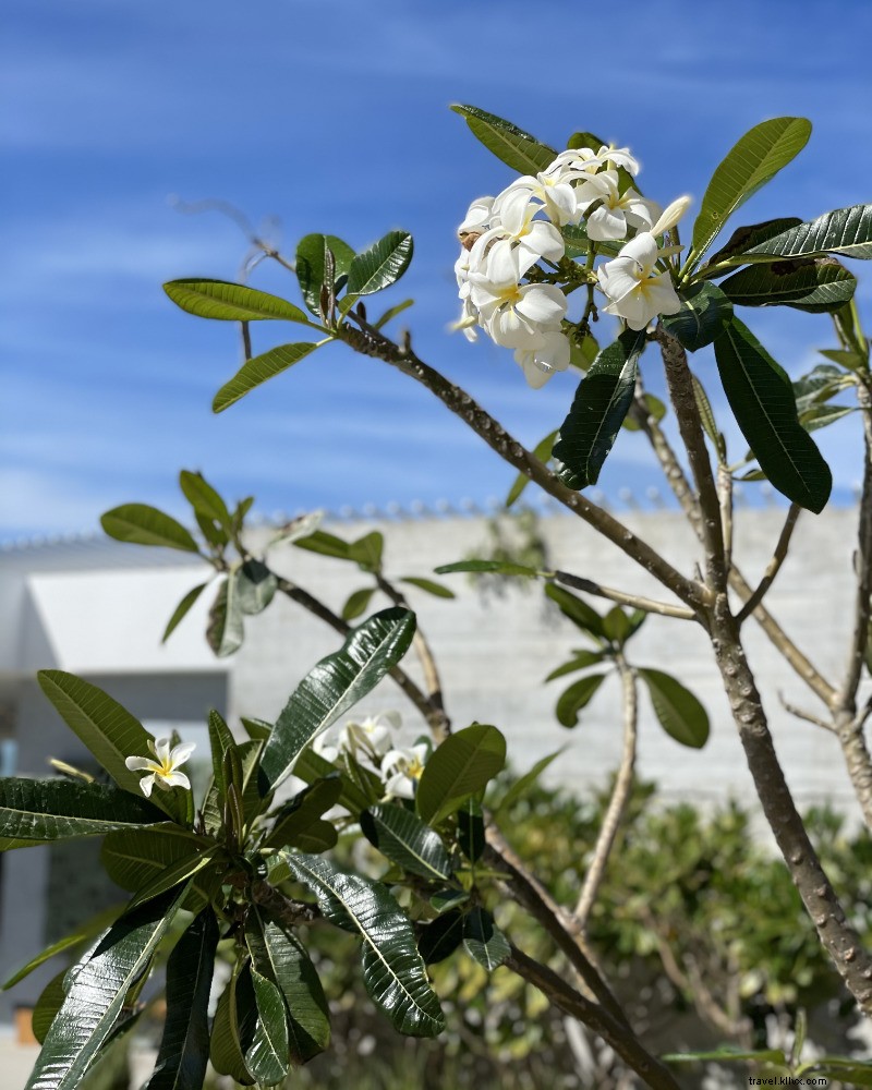 Discover Paradise: Four Seasons Resort Los Cabos at Costa Palmas