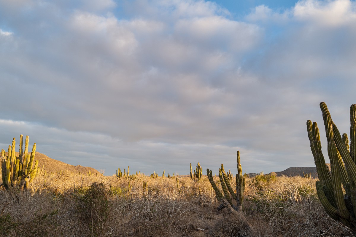 Paradero Todos Santos: Ultimate Baja Luxury Escape from Seattle Snow