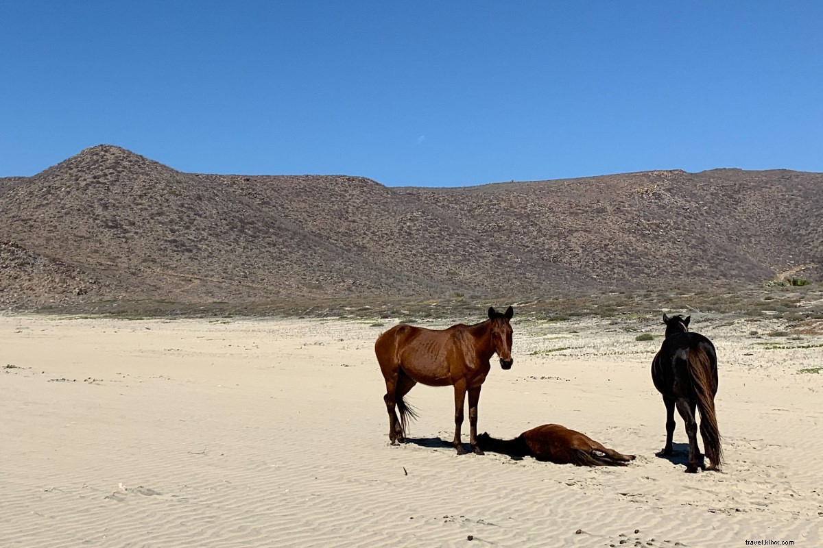 Paradero Todos Santos: Ultimate Baja Luxury Escape from Seattle Snow