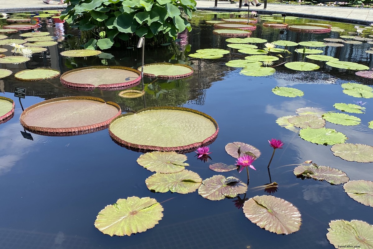 Longwood Gardens: A Du Pont Legacy of Colorful Blooms and Stunning Fountains