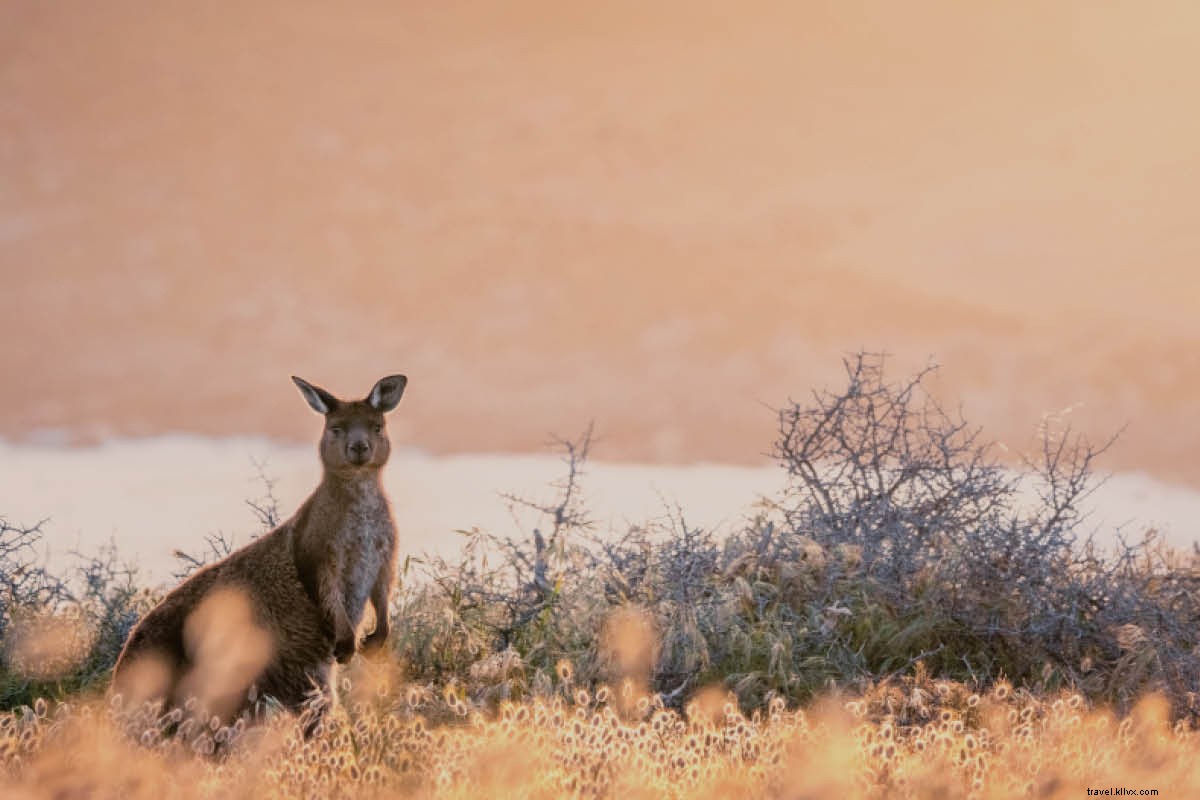 How to Effectively Support Victims of Australia s Devastating Bushfires