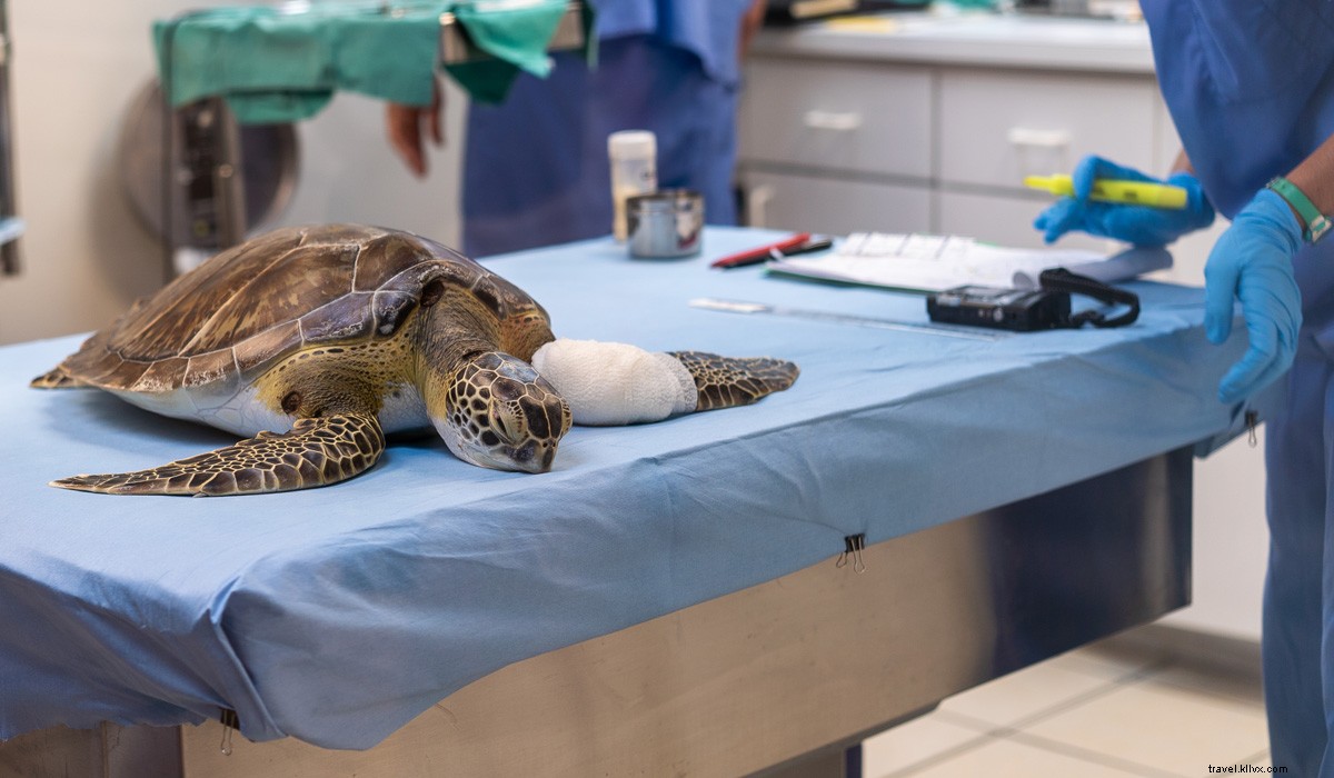 Sustainable Travel Guide to the Florida Keys: Eco-Friendly Adventures Await