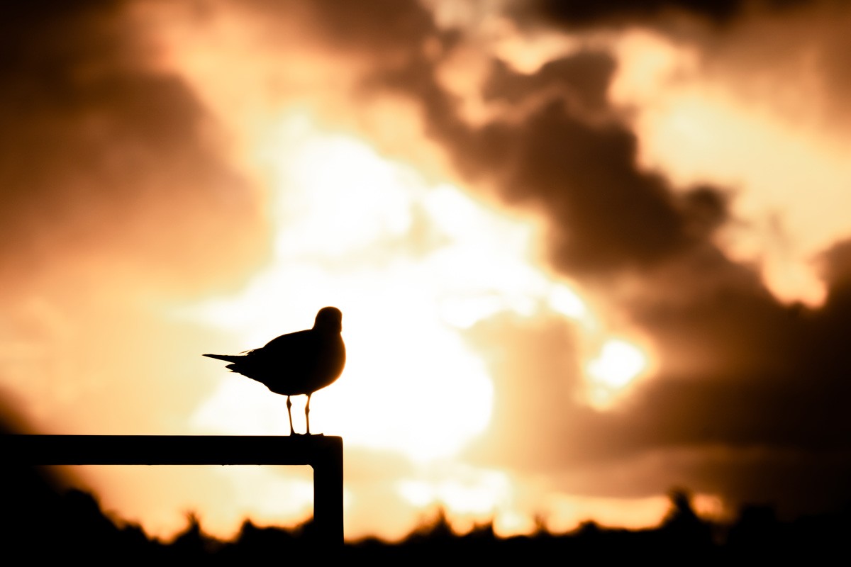 Sustainable Travel Guide to the Florida Keys: Eco-Friendly Adventures Await