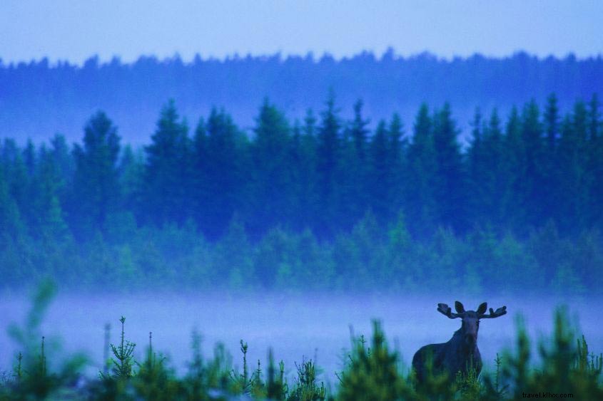 Discover Four Exclusive Adventures in Sweden s Untouched Wilderness