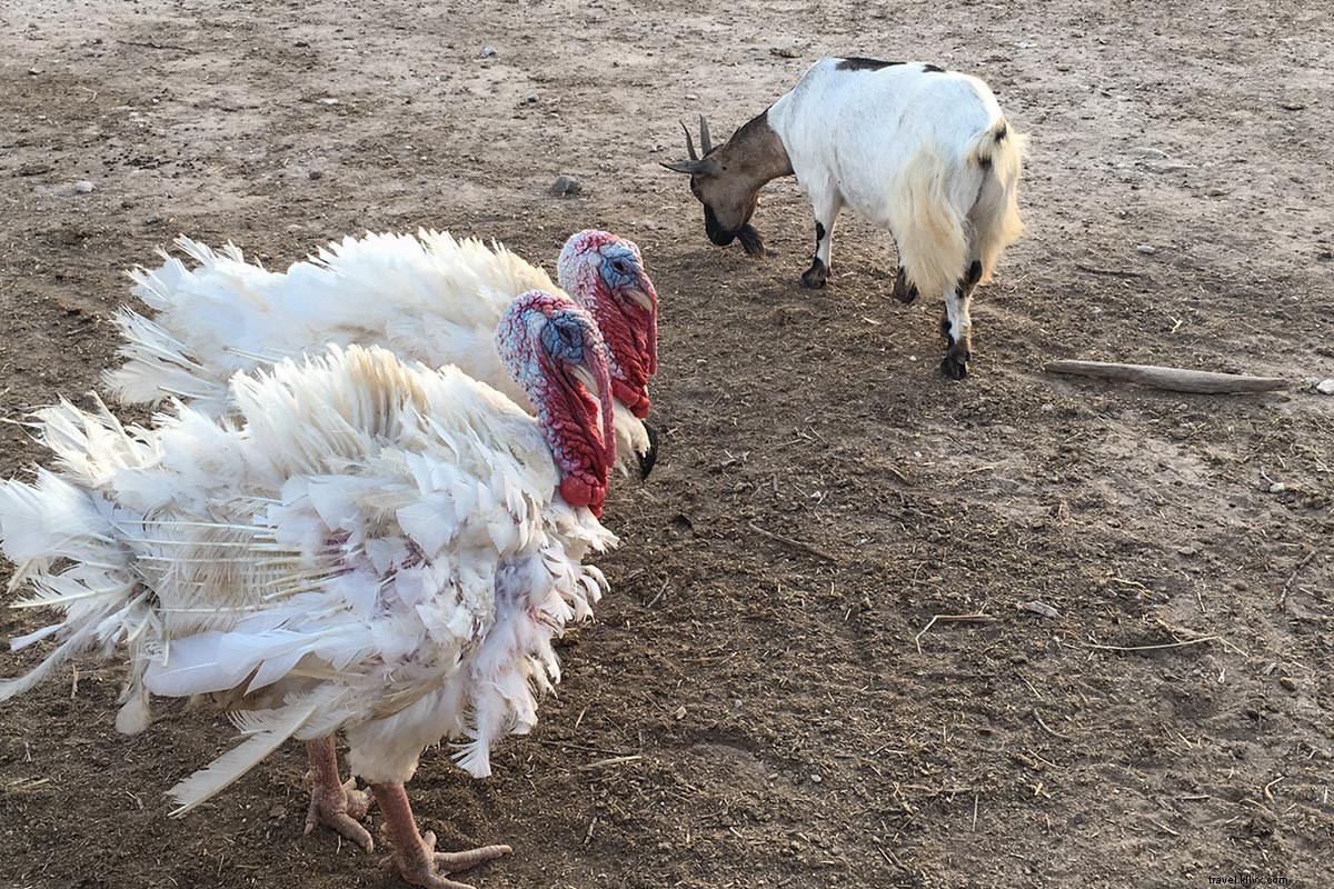 Ultimate Family-Friendly Guide to Puglia, Italy: Perfect for Kids & Parents