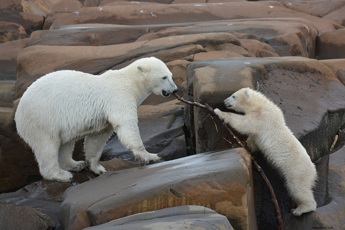 Discover Churchill: Manitoba s Polar Bear Capital and Ultimate Wildlife Adventure