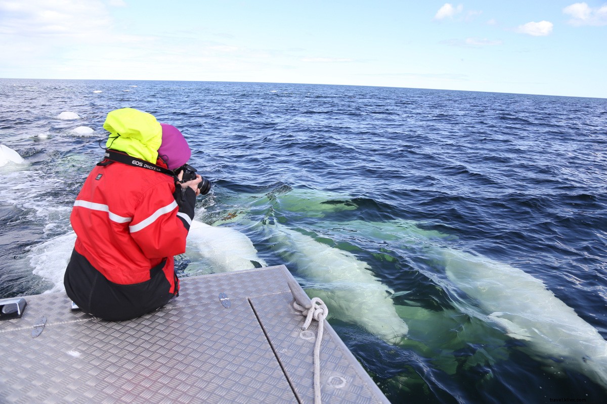 Discover Churchill: Manitoba s Polar Bear Capital and Ultimate Wildlife Adventure