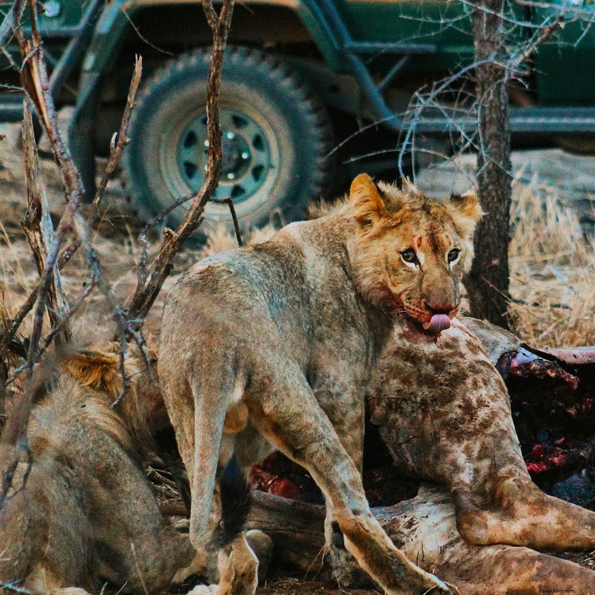 Affordable Luxury Safari in South Africa s Karongwe Game Reserve