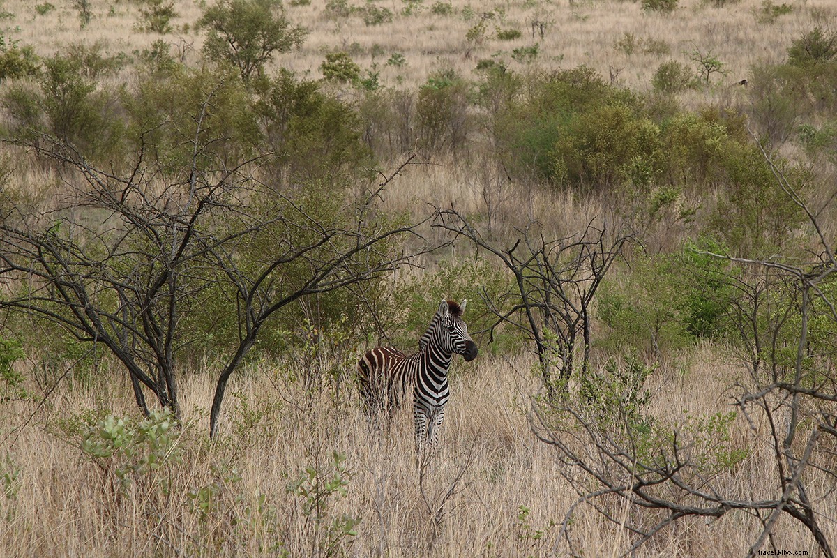 Ultimate Safari Essentials: Must-Pack Items & Expert Tips Before Your Adventure