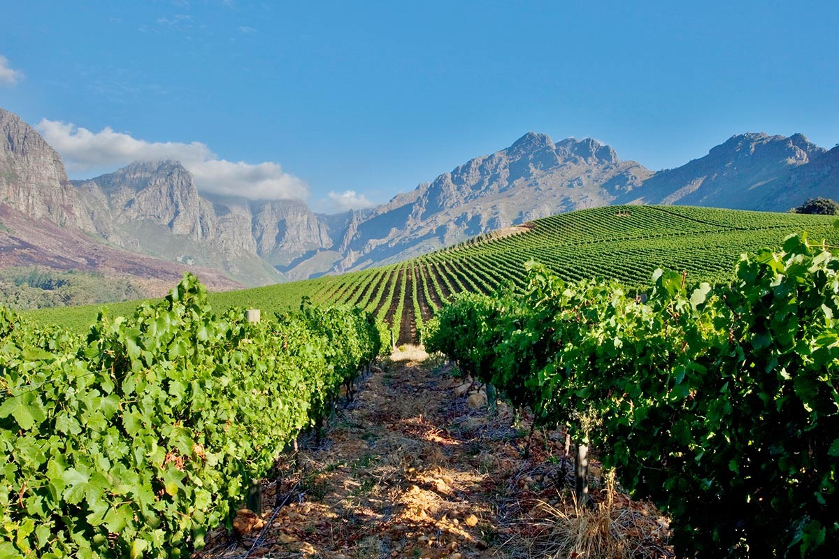 Uncover Hidden Vineyards in South Africa s Wild Wine Country: Elgin & Swartland Gems