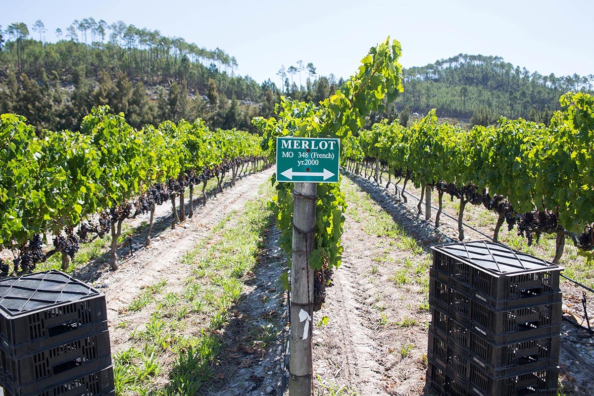 Uncover Hidden Vineyards in South Africa s Wild Wine Country: Elgin & Swartland Gems