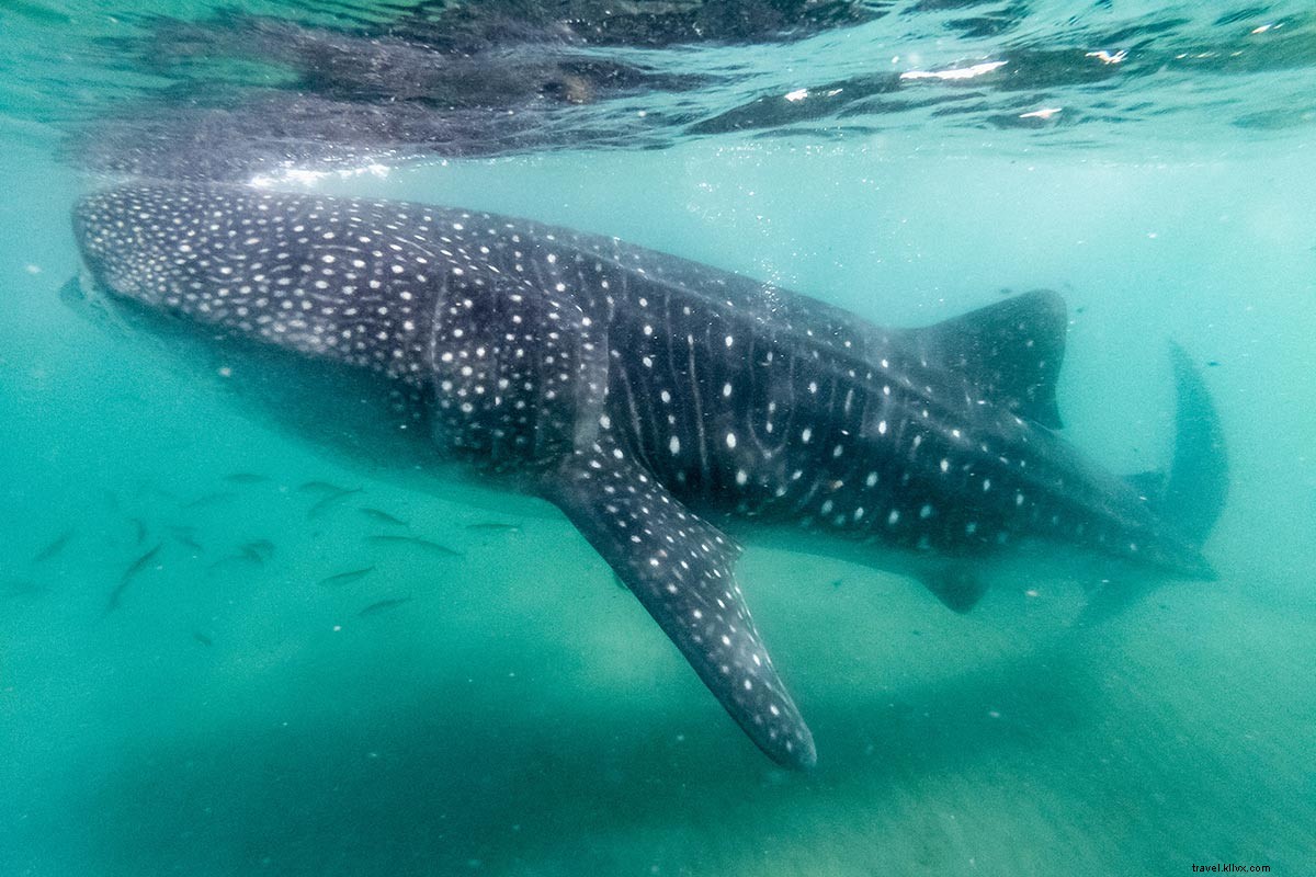 Top 6 Must-Visit Destinations in Baja California, Mexico