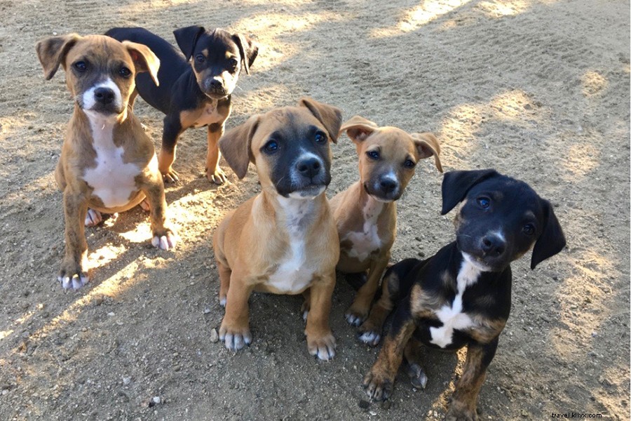 Top Authentic Souvenirs to Buy in Baja California: Local Treasures Await