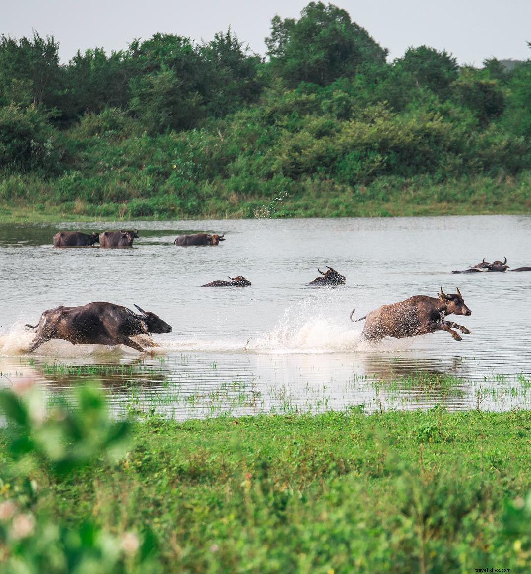 Discover Safari, Surfing, and Ayurveda on Sri Lanka s South Coast