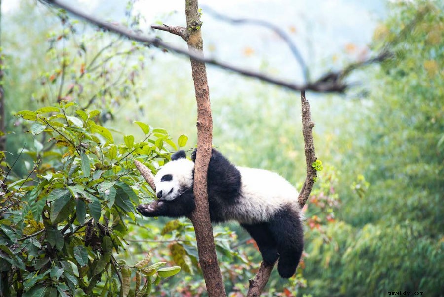 Editors  Top Travel Links: Giant Panda Conservation Highlights (Oct 20, 2018)