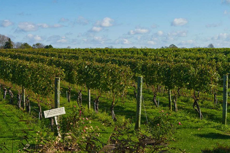 Sag Harbor Insider: Winemaker Joey Wölffer s Favorite Chic Boho Spots