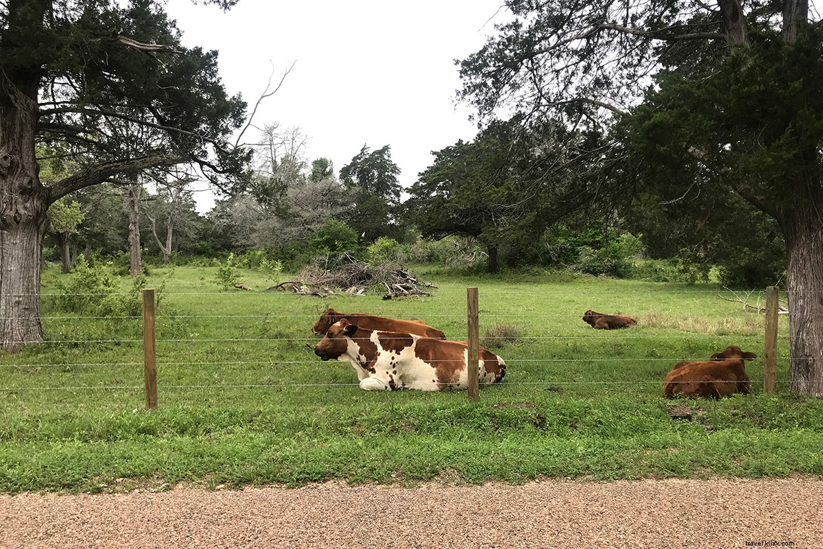 Ultimate Antiquing Road Trip: Discover Texas Hill Country s Vintage Treasures
