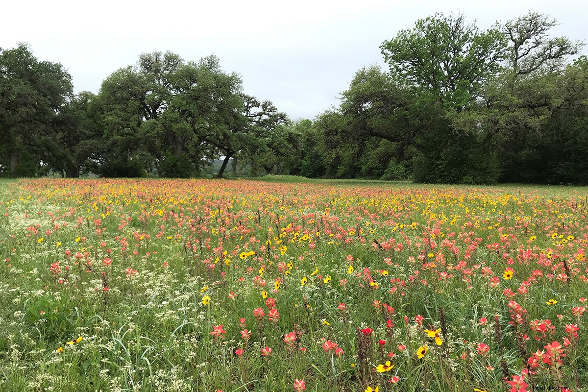 Ultimate Antiquing Road Trip: Discover Texas Hill Country s Vintage Treasures