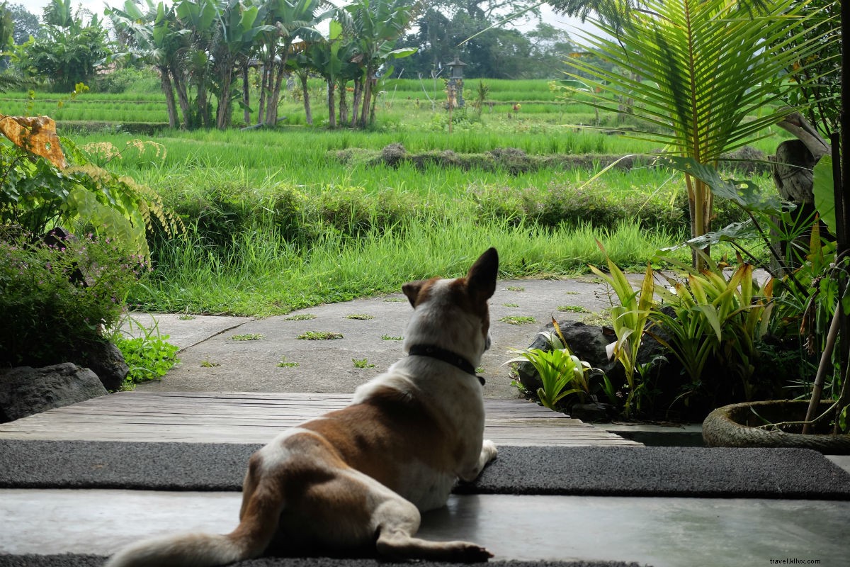 Discover True Bliss in Bali: Eat, Sleep, Cry at the Silent Retreat
