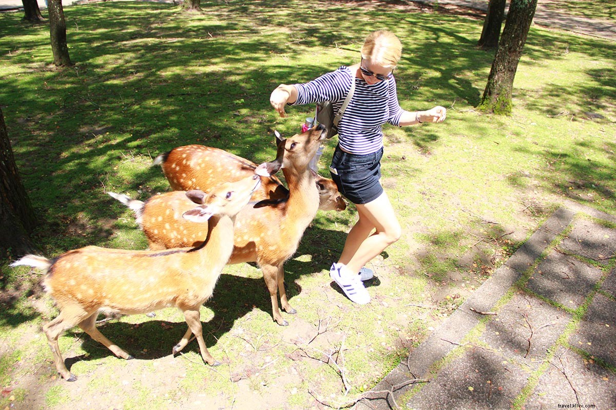 Japan in 7 Days: Master the Bullet Train for Effortless, Affordable Travel