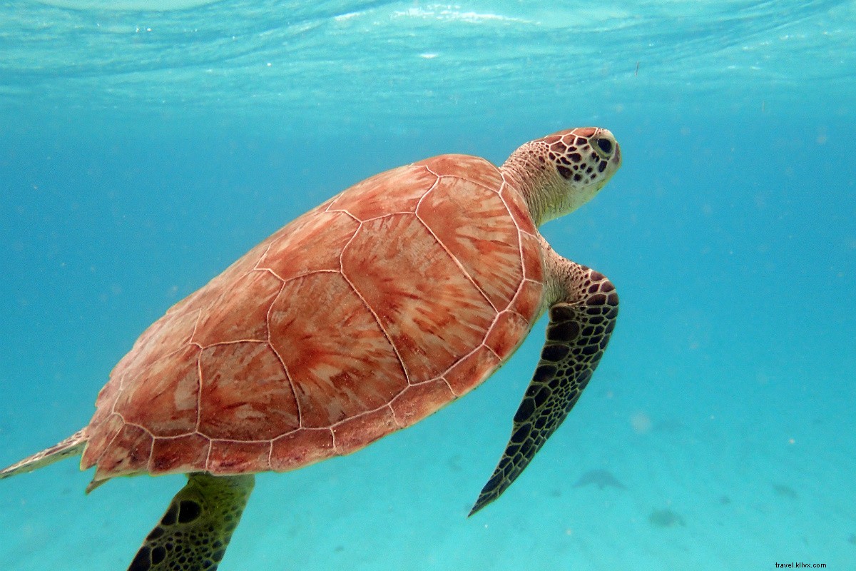 Pure Bliss in the Caribbean: Photographer Explores Petit St. Vincent & Petit Martinique