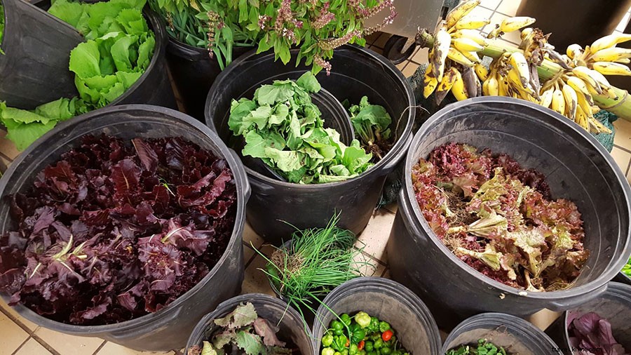 St. Kitts Eco-Luxury Hotel: Edible Golf Course for Guilt-Free Caribbean Escapes