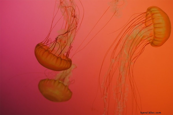 Kid-Friendly Weekend in Chicago: Family Fun in the Windy City