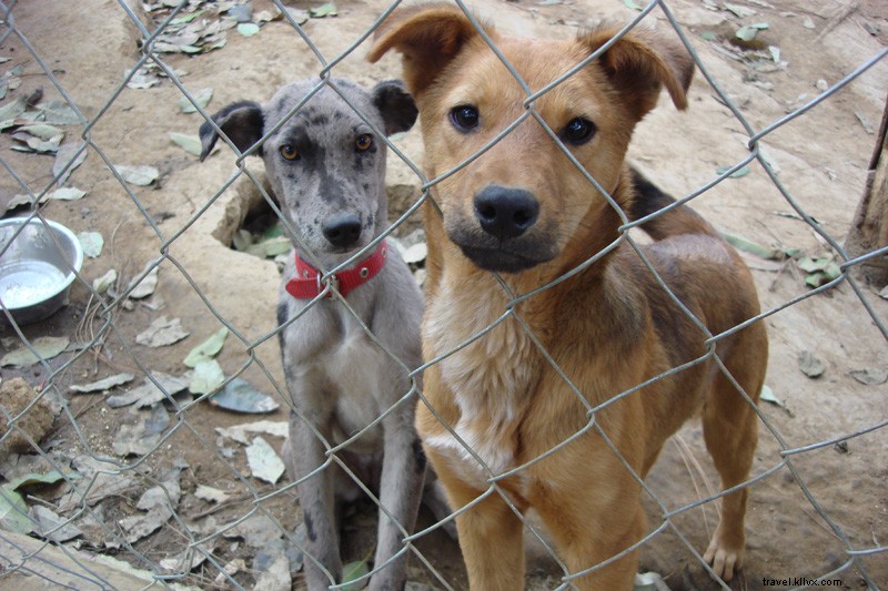 World Traveler s Voluntour Tale: Adopting My Beloved Dog in Guatemala