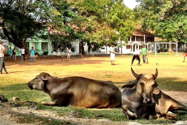 Just Back from Kerala: A First-Timer s Essential Travel Debrief