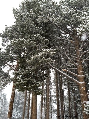 Ultimate Guide to Skiing Breckenridge: Conquer Colorado s Epic Powder Snow