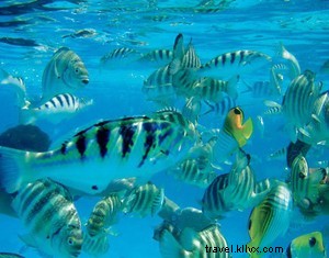 Bora Bora: Unforgettable Paradise Memories from Joan Larsen