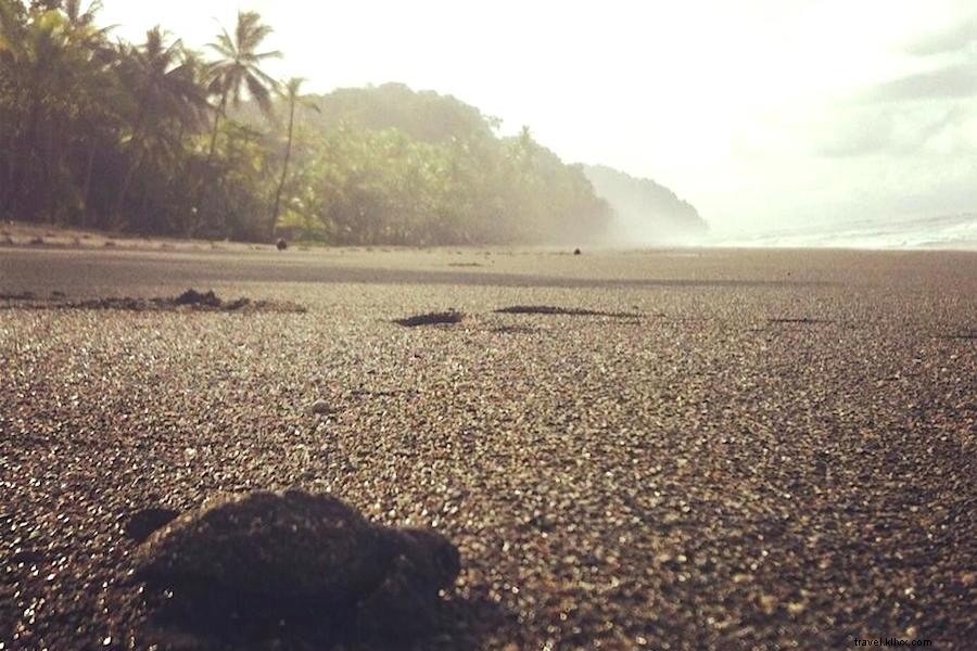 Boa Constrictors, Howler Monkeys, and Serene Solitude: Hiking Costa Rica s Osa Peninsula