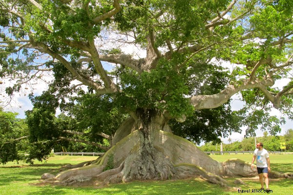 Vieques A-Z: Puerto Rico s Ultimate Island Escape Beyond the Beaches