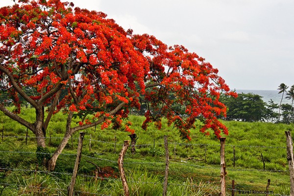 Vieques A-Z: Puerto Rico s Ultimate Island Escape Beyond the Beaches