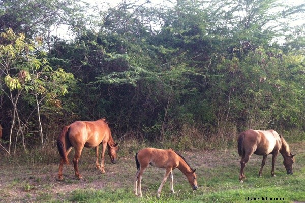 Vieques A-Z: Puerto Rico s Ultimate Island Escape Beyond the Beaches