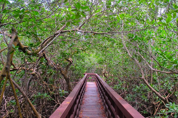 Vieques A-Z: Puerto Rico s Ultimate Island Escape Beyond the Beaches