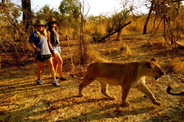 Overboard on the Zambezi: A Thrilling Whitewater Rafting Adventure in Victoria Falls