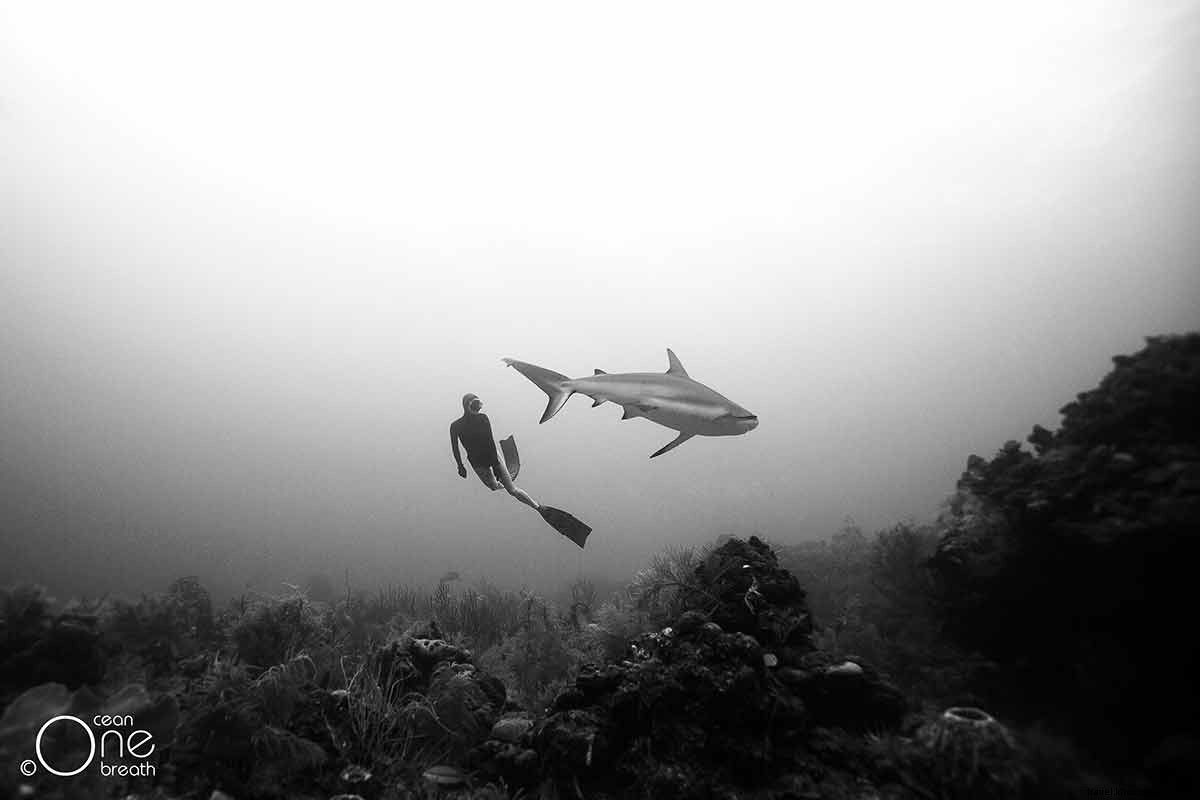 Fearless Freedivers Swim with Sharks: A Couple s Thrilling Underwater Photography Adventure