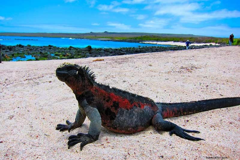 Immerse Yourself in Galapagos Wildlife: Swim with Sea Lions, Meet Turtles & Boobies