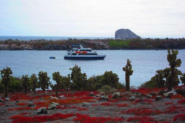 Immerse Yourself in Galapagos Wildlife: Swim with Sea Lions, Meet Turtles & Boobies