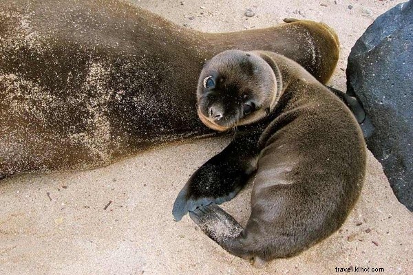 Immerse Yourself in Galapagos Wildlife: Swim with Sea Lions, Meet Turtles & Boobies
